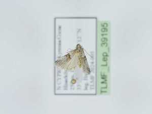  (Acrobasis xanthogramma - TLMF_Lep_39195)  @11 [ ] CreativeCommons - Attribution Non-Commercial Share-Alike (2023) Peter Huemer Tiroler Landesmuseum