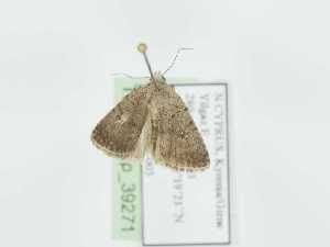  ( - TLMF_Lep_39271)  @11 [ ] CreativeCommons - Attribution Non-Commercial Share-Alike (2023) Peter Huemer Tiroler Landesmuseum