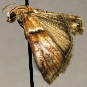  ( - MM20556)  @12 [ ] No Rights Reserved (2011) Marko Mutanen University of Oulu