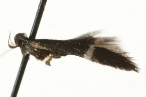  ( - MM13874)  @12 [ ] CreativeCommons - Attribution (2010) CBG Photography Group Centre for Biodiversity Genomics