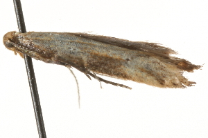  ( - MM02527)  @12 [ ] CreativeCommons - Attribution (2010) CBG Photography Group Centre for Biodiversity Genomics