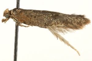  ( - MM00864)  @12 [ ] CreativeCommons - Attribution (2010) CBG Photography Group Centre for Biodiversity Genomics