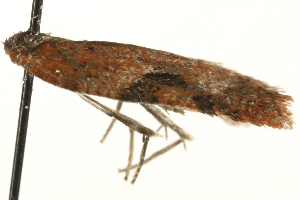  ( - MM00873)  @12 [ ] CreativeCommons - Attribution (2010) CBG Photography Group Centre for Biodiversity Genomics