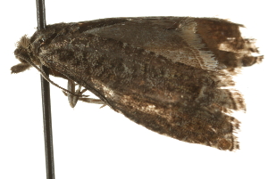  ( - MM02102)  @12 [ ] CreativeCommons - Attribution (2010) CBG Photography Group Centre for Biodiversity Genomics