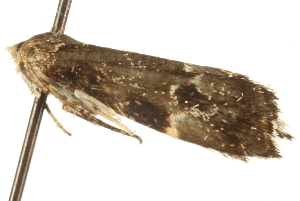  ( - MM02342)  @12 [ ] CreativeCommons - Attribution (2010) CBG Photography Group Centre for Biodiversity Genomics