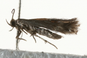  ( - MM03254)  @12 [ ] CreativeCommons - Attribution (2010) CBG Photography Group Centre for Biodiversity Genomics
