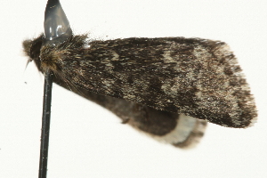  ( - MM03415)  @12 [ ] CreativeCommons - Attribution (2010) CBG Photography Group Centre for Biodiversity Genomics