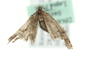  (Eupithecia lanceata - MM04624)  @14 [ ] CreativeCommons - Attribution (2010) CBG Photography Group Centre for Biodiversity Genomics