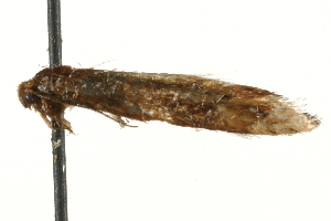  ( - MM05213)  @12 [ ] CreativeCommons - Attribution (2010) CBG Photography Group Centre for Biodiversity Genomics