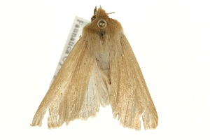  ( - MM04913)  @13 [ ] CreativeCommons - Attribution (2010) CBG Photography Group Centre for Biodiversity Genomics