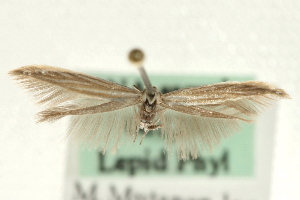  ( - MM06828)  @12 [ ] CreativeCommons - Attribution (2010) CBG Photography Group Centre for Biodiversity Genomics