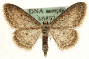  (Idaea seriata - MM06892)  @15 [ ] CreativeCommons - Attribution (2010) CBG Photography Group Centre for Biodiversity Genomics