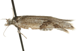  ( - MM06413)  @12 [ ] CreativeCommons - Attribution (2010) CBG Photography Group Centre for Biodiversity Genomics