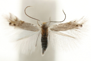  (Leucoptera sinuella - MM06192)  @14 [ ] CreativeCommons - Attribution (2010) CBG Photography Group Centre for Biodiversity Genomics