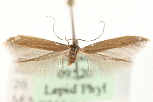  ( - MM09520)  @13 [ ] CreativeCommons - Attribution (2010) CBG Photography Group Centre for Biodiversity Genomics