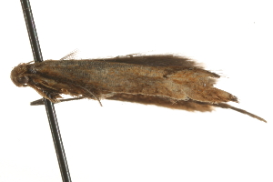  ( - MM09033)  @12 [ ] CreativeCommons - Attribution (2010) CBG Photography Group Centre for Biodiversity Genomics