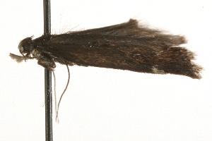  ( - MM09036)  @12 [ ] CreativeCommons - Attribution (2010) CBG Photography Group Centre for Biodiversity Genomics