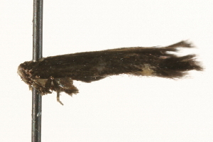  ( - MM09041)  @12 [ ] CreativeCommons - Attribution (2010) CBG Photography Group Centre for Biodiversity Genomics