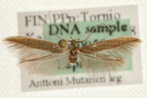  ( - MM10059)  @13 [ ] CreativeCommons - Attribution (2010) CBG Photography Group Centre for Biodiversity Genomics