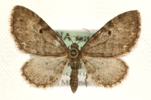  (Eupithecia assimilata - MM10110)  @15 [ ] CreativeCommons - Attribution (2010) CBG Photography Group Centre for Biodiversity Genomics