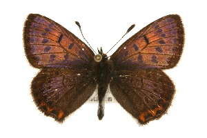  (Lycaena helle - MM10577)  @15 [ ] CreativeCommons - Attribution (2010) CBG Photography Group Centre for Biodiversity Genomics