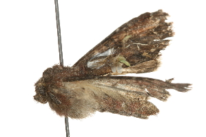  ( - MM10885)  @12 [ ] CreativeCommons - Attribution (2010) CBG Photography Group Centre for Biodiversity Genomics