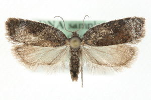  (Acleris ferrumixtana - MM11010)  @14 [ ] CreativeCommons - Attribution (2010) CBG Photography Group Centre for Biodiversity Genomics