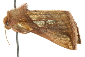  ( - MM12204)  @12 [ ] CreativeCommons - Attribution (2010) CBG Photography Group Centre for Biodiversity Genomics