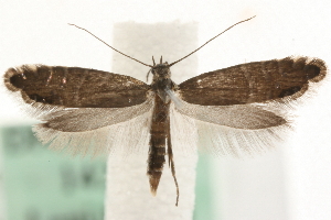  (Glyphipterix thrasonella - MM14262)  @14 [ ] CreativeCommons - Attribution (2010) CBG Photography Group Centre for Biodiversity Genomics