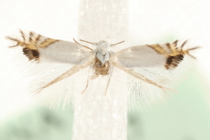  (Leucoptera lathyrifoliella - MM15547)  @13 [ ] CreativeCommons - Attribution (2010) CBG Photography Group Centre for Biodiversity Genomics