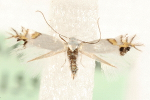  (Leucoptera orobi - MM15549)  @14 [ ] CreativeCommons - Attribution (2010) CBG Photography Group Centre for Biodiversity Genomics