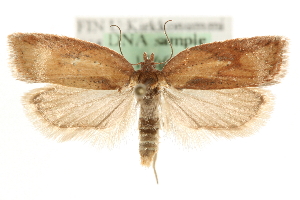  (Acleris rufana - MM15669)  @15 [ ] CreativeCommons - Attribution (2010) CBG Photography Group Centre for Biodiversity Genomics