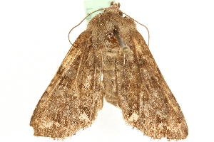  ( - MM14971)  @12 [ ] CreativeCommons - Attribution (2010) CBG Photography Group Centre for Biodiversity Genomics