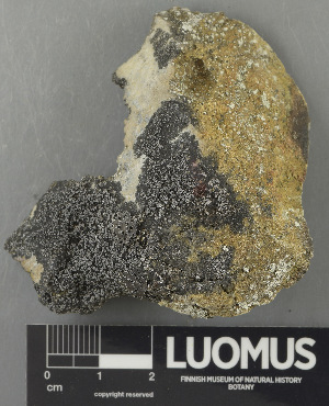  ( - H9243373)  @11 [ ] by-nc (2024) Erkka Laine Luomus