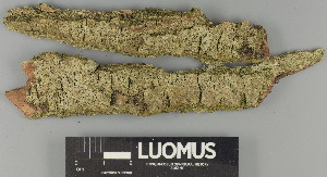 ( - H9247379)  @11 [ ] by-nc (2025) Erkka Laine Luomus