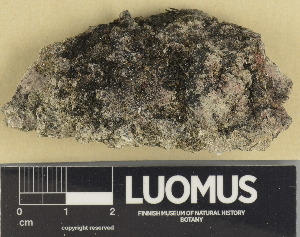  (Involucropyrenium - H9208020)  @11 [ ] by-nc (2025) Erkka Laine Luomus