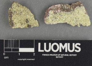  ( - H9247289)  @11 [ ] by-nc (2025) Erkka Laine Luomus