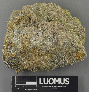  ( - H9243099)  @11 [ ] by-nc (2024) Erkka Laine Luomus