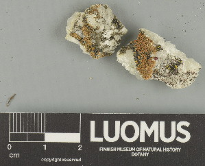  ( - H9247599)  @11 [ ] by-nc (2025) Erkka Laine Luomus