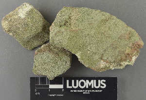  (Leprocaulaceae - H9243006)  @11 [ ] by-nc (2024) Erkka Laine Luomus