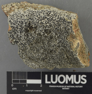  ( - H9243101)  @11 [ ] by-nc (2024) Erkka Laine Luomus