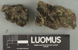  (Placynthium asperellum - H9247600)  @11 [ ] by-nc (2025) Erkka Laine Luomus