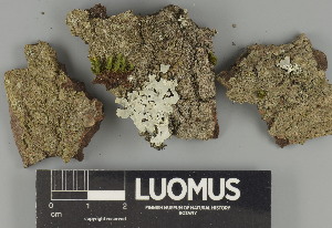  ( - H9247385)  @11 [ ] by-nc (2025) Erkka Laine Luomus