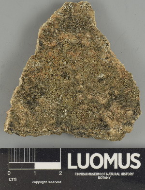  (Protoblastenia rupestris - H9247459)  @11 [ ] by-nc (2025) Erkka Laine Luomus