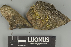  ( - H9247602)  @11 [ ] by-nc (2025) Erkka Laine Luomus