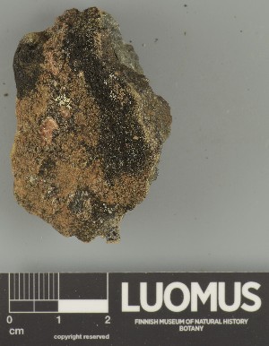  ( - H9247702)  @11 [ ] by-nc (2025) Erkka Laine Luomus