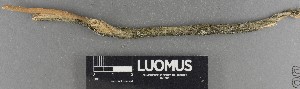  ( - H9247301)  @11 [ ] by-nc (2025) Erkka Laine Luomus