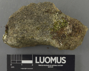  (Bacidina omnicola - H9243111)  @11 [ ] by-nc (2024) Erkka Laine Luomus