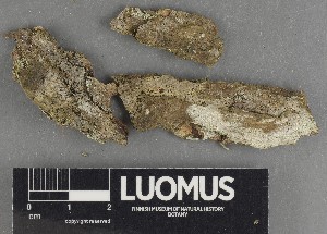  ( - H9247303)  @11 [ ] by-nc (2025) Erkka Laine Luomus