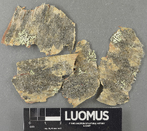  (Lecanora cf. fuscescens - H9243578)  @11 [ ] by-nc (2024) Erkka Laine Luomus